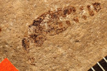 Media type: image;   Entomology PALE-1533